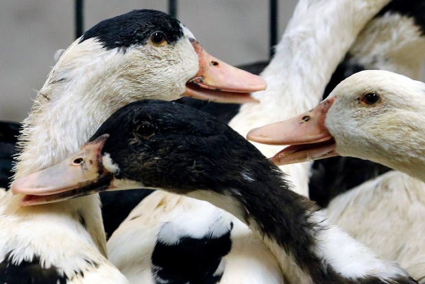 France confirms severe bird flu outbreak on duck farm