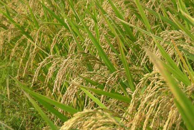 Rice prices to be stable despite crop damages