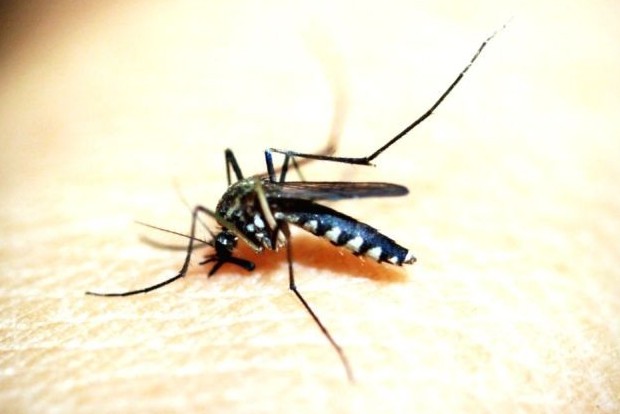 Rare genus of malaria detected in Kerala