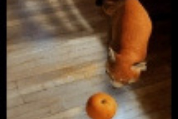 Google adds 50 more animals in augmented reality in Search