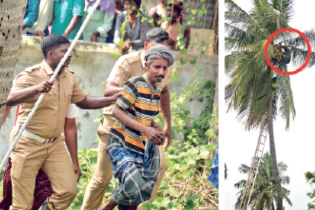 Man goes fast asleep atop coconut tree, climbs down after three hours in Thanjavur