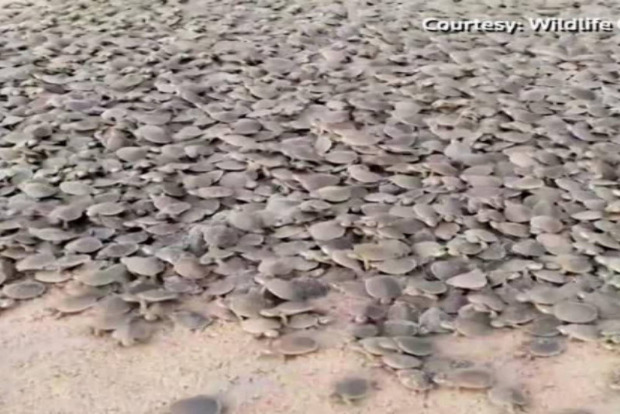 Over 92,000 turtles hatch on Brazilian beach Over 92,000 turtles hatch on Brazilian beach