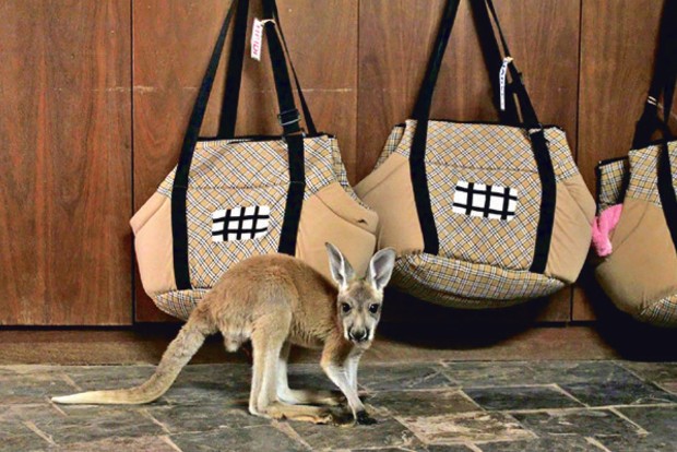 ‘Talking’ to humans, a hop, skip and jump away for kangaroos