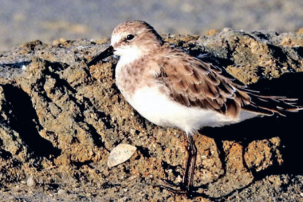 Smallest migratory bird spotted in Manakudy reserve forest
