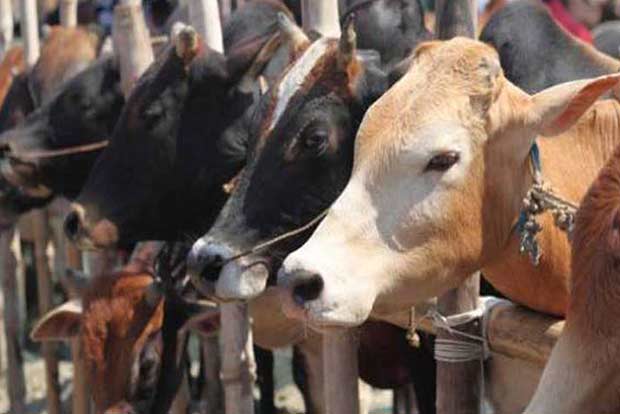 Ban beef export, dont be hypocritical: AICC Goa in-charge to BJP Ban beef export, dont be hypocritical: AICC Goa in-charge to BJP