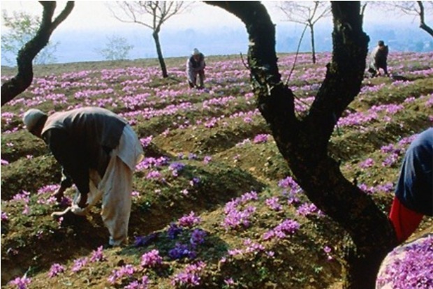 Make Kashmiri Saffron Globally Popular: PM In Mann Ki Baat