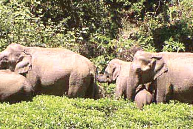 People warned of wild herd of elephants spotted near Hosur