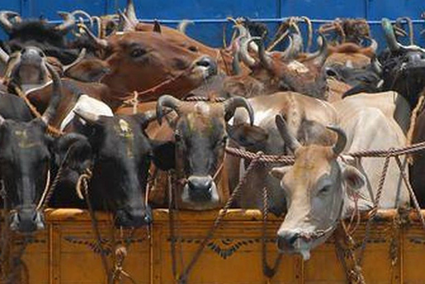 Karnataka cabinet passes contentious anti-cow slaughter ordinance