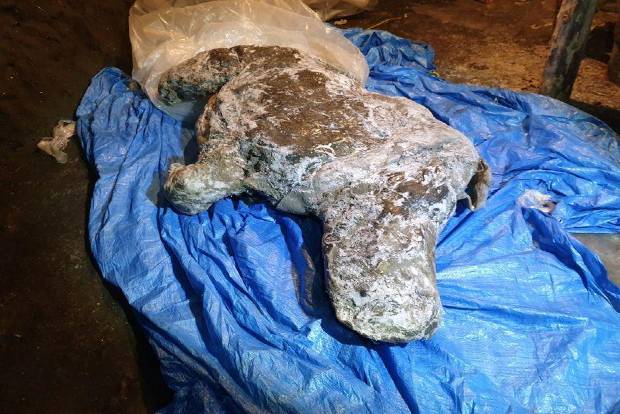 Woolly rhino remains found in melting Siberian permafrost Woolly rhino remains found in melting Siberian permafrost