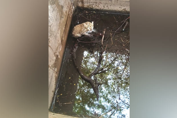 3-year-old leopard cub escapes from well with help of ladder