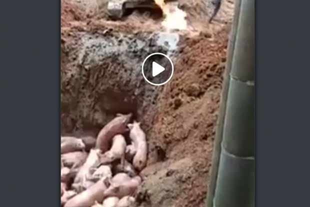 Are the Chinese burning live pigs to curb coronavirus?