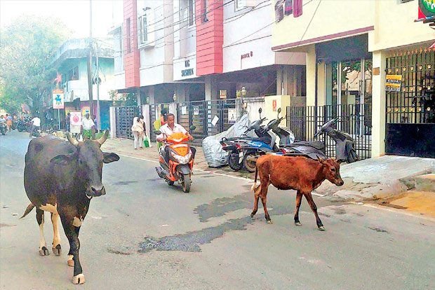 Stray cattle biggest roadblock to traffic safety at Periyar Nagar