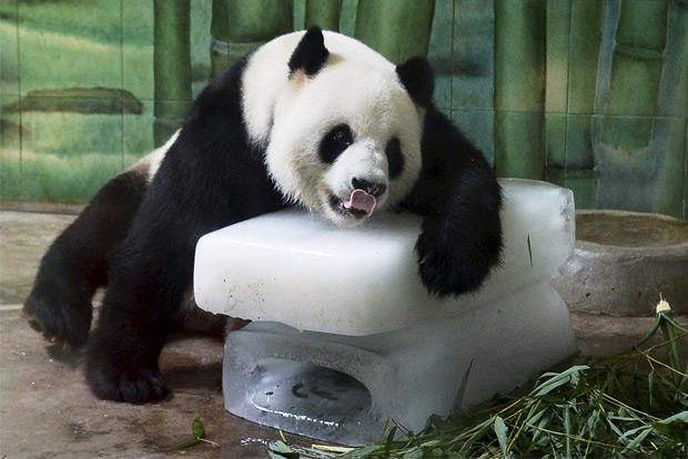 Coronavirus lockdown disrupts food supplies for birds, animals in Wuhan Zoo