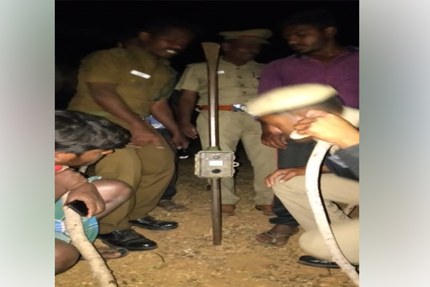 Not leopard, rabid dog killed goats in Tirupattur