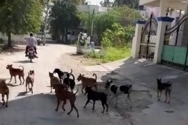 Chitlapakkam residents rue stray dog menace Chitlapakkam residents rue stray dog menace