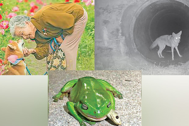 Trending in TN: Photo-loving grandson, Unlikely allies, Fiesty frog and trepid snake