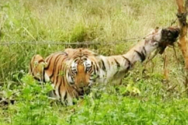Tiger caught in noose kept for pigs, escapes after 5-hr struggle