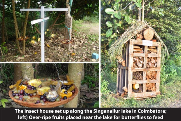 Kovai ecologists set up wooden house at lake bunds to improve insect population Kovai ecologists set up wooden house at lake bunds to improve insect population