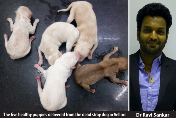Vet delivers 5 pups from dog run over by car Vet delivers 5 pups from dog run over by car