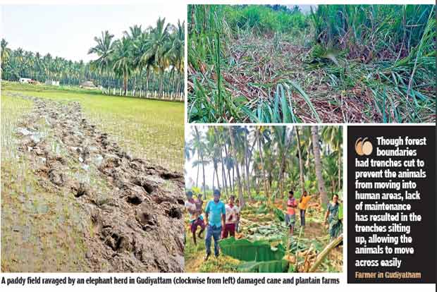 Elephant menace cause Vellore ryots to drop agri activity