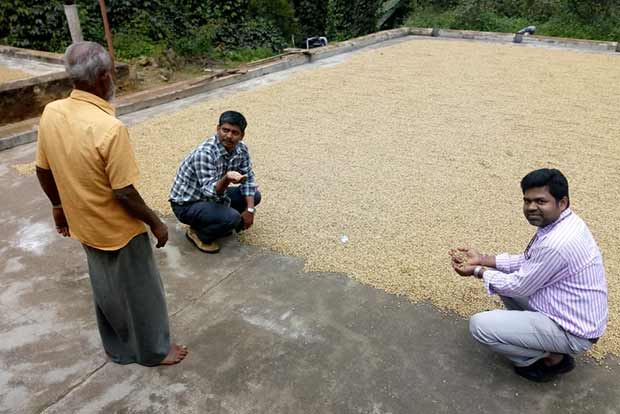 Kodai coffee growers look forward to better yield as harvest picks up Kodai coffee growers look forward to better yield as harvest picks up