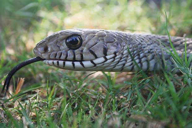 Venom science: High-speed cameras reveal snakes’ secret strike