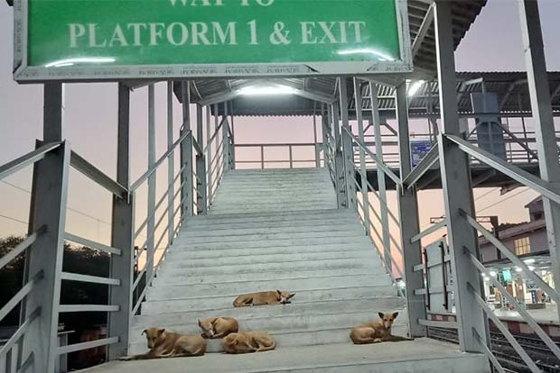 Citizen Connect: Authorities refuse to remove stray dogs from Kancheepuram station, complain commuters Citizen Connect: Authorities refuse to remove stray dogs from Kancheepuram station, complain commuters