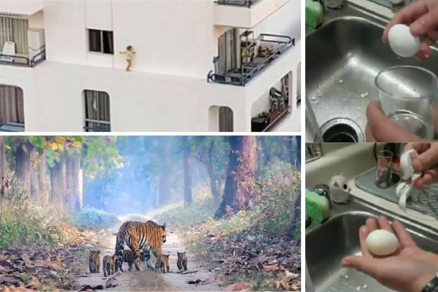 Trending in TN: Girl climbing out from a window of a fourth-floor apartment, easy way to peel boiled egg and much more..