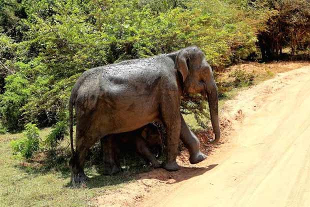 Record number of elephant deaths in SL last year