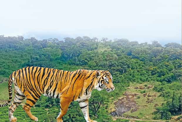 Tiger, tiger burning bright in Tamil Nadu Tiger, tiger burning bright in Tamil Nadu