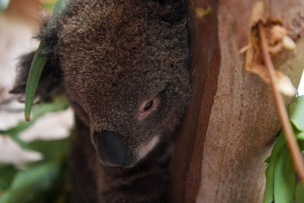 Australia may list Koalas as endangered after population suffers extraordinary hit in bushfire