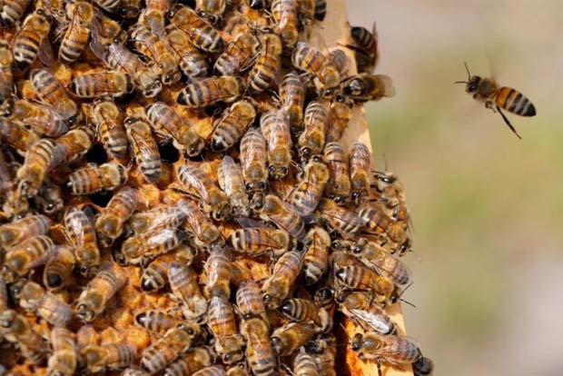 EU Commission bans Bayer pesticide linked to harming bees