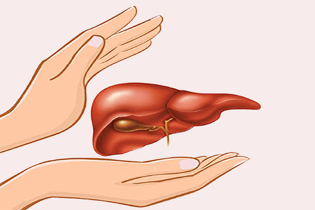 Machine keeps human livers alive for a week outside body