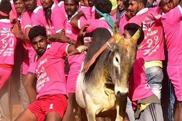 Traditional bullfight kicks off Pongal festival