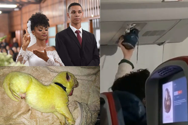 Trending in TN: Brazilian bride dedicates song for deaf friends, Neon-green German shepherd, Flight passenger using air duct to dry footwear