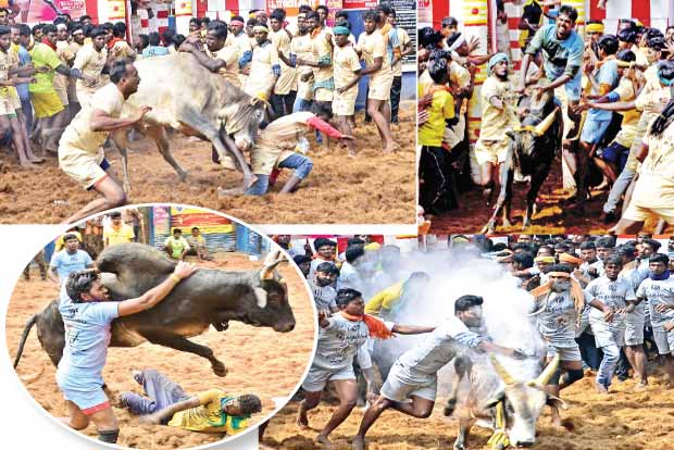 One spectator killed, 36 hurt during Alanganallur jallikattu
