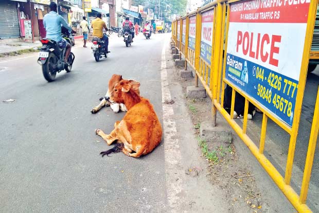 Citizen connect: Encroachments, cattle roaming on roads worsen traffic movement at T Nagar