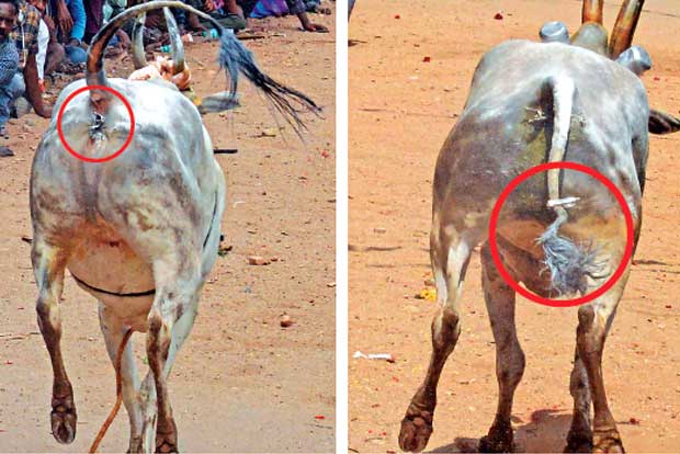 Ban defied, implements placed on bulls Ban defied, implements placed on bulls