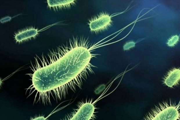 Indoor dust bacteria have transferrable antibiotic resistance genes: Study
