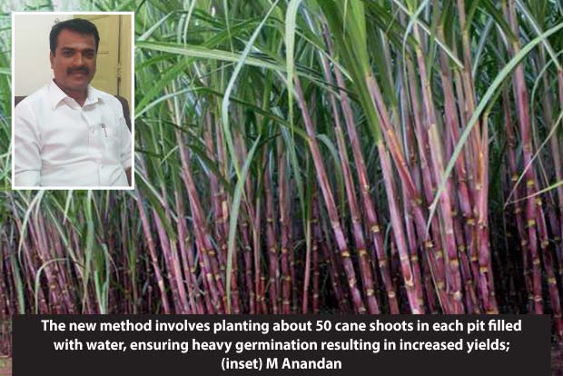 Cane yield likely to double with new cultivation method Cane yield likely to double with new cultivation method