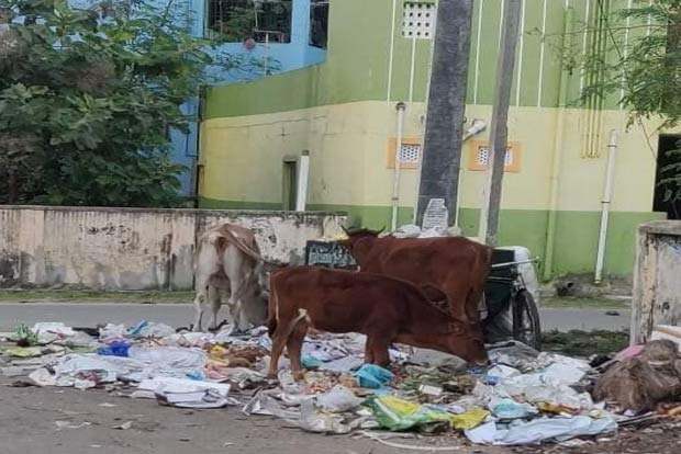 Citizen connect: Garbage bins overflow, but plaints of Kamaraj Street residents in Chengalpattu fall on deaf ears