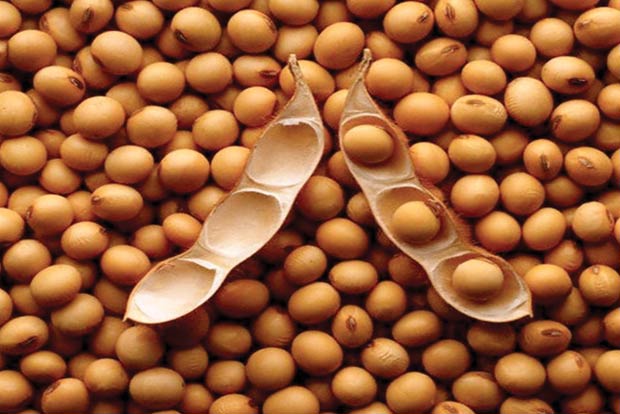 Eat fermented soy products like Natto and live longer