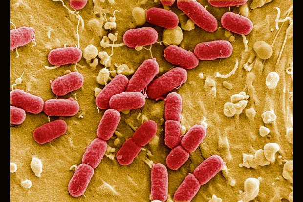 Scientists engineer bacteria to save bees from pests, pathogens