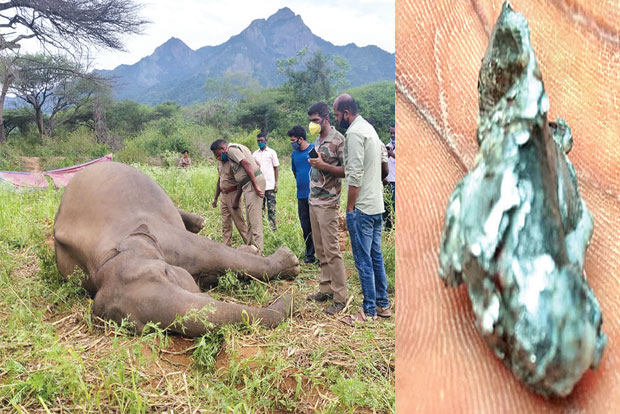 Two farmers held for gunning down mother elephant, search on for calf
