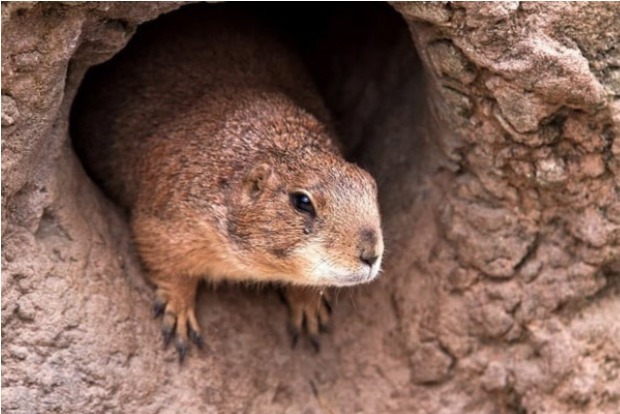 City in Chinas Inner Mongolia warns after suspected bubonic plague case