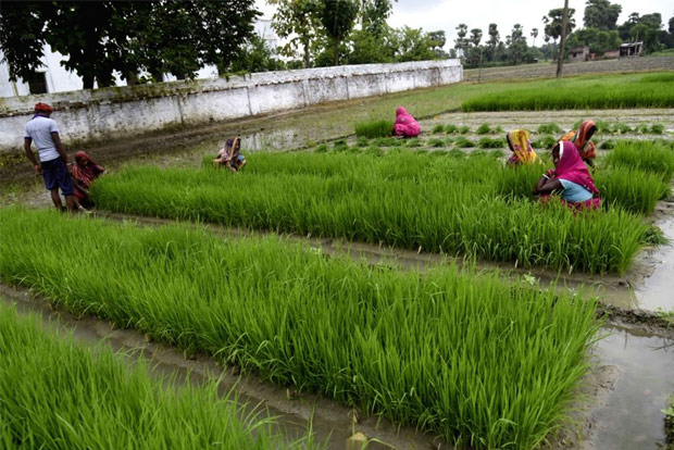Area under kharif crops reaches over 580L Hectare as on July 10