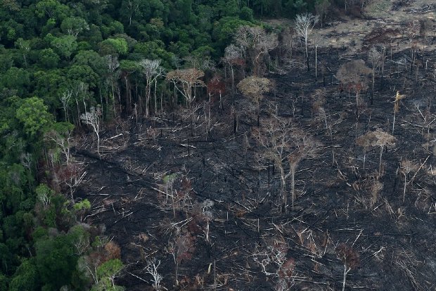 Brazil Amazon deforestation up in June, set for worst year in over a decade