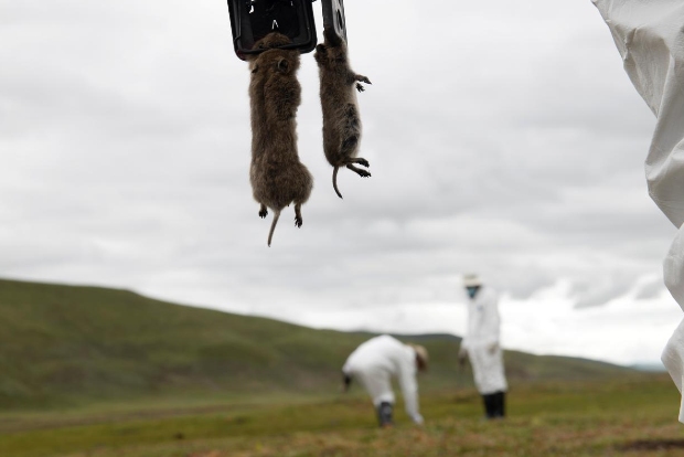 Bubonic plague case confirmed in Mongolia Bubonic plague case confirmed in Mongolia