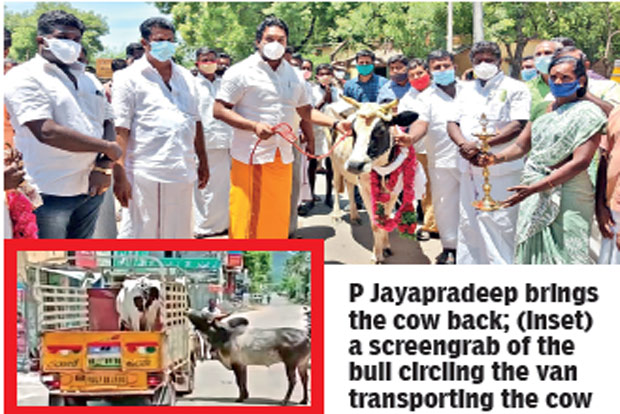 Bovine love: OPS son helps reunite cow with Manjamalai bull
