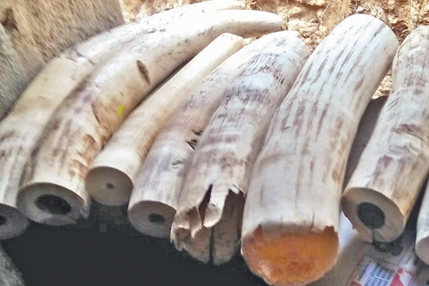 Tusks missing in elephant’s carcass, foresters rule out poaching